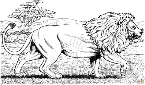 Gambar Walking African Lion Coloring Page Free Printable Pages Click