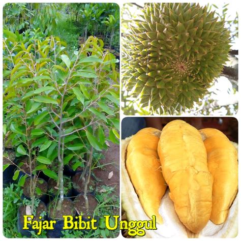 Durian musang king dapat tumbuh di dataran tinggi. Jual Bibit Durian Musang King Asli di lapak TANAMAN ONLINE ...
