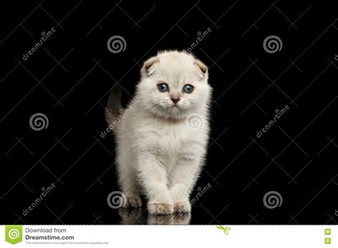 Cute White Scottish Fold Kitten Standing Front View Isolated Black