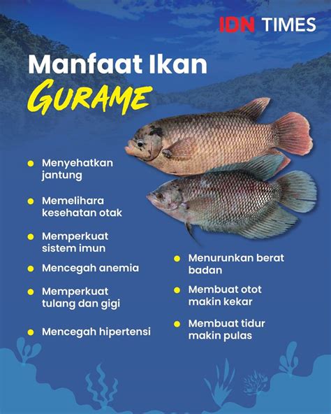 Gizilokal Manfaat Kesehatan Ikan Gurame