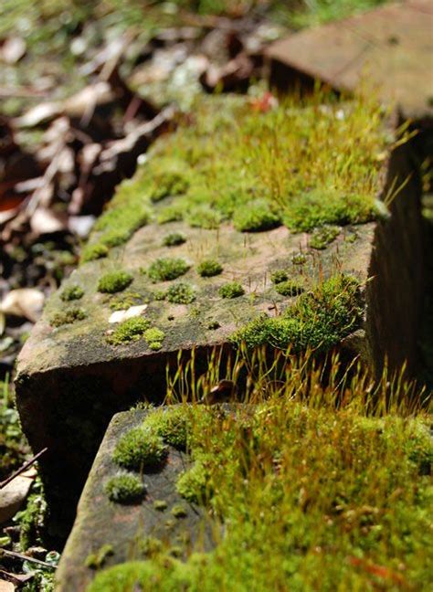 88 Best Moss Gardens Images On Pinterest Moss Garden
