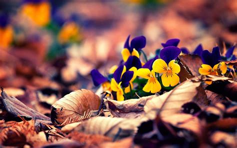 Autumn Flowers Wallpapers Top Free Autumn Flowers Backgrounds