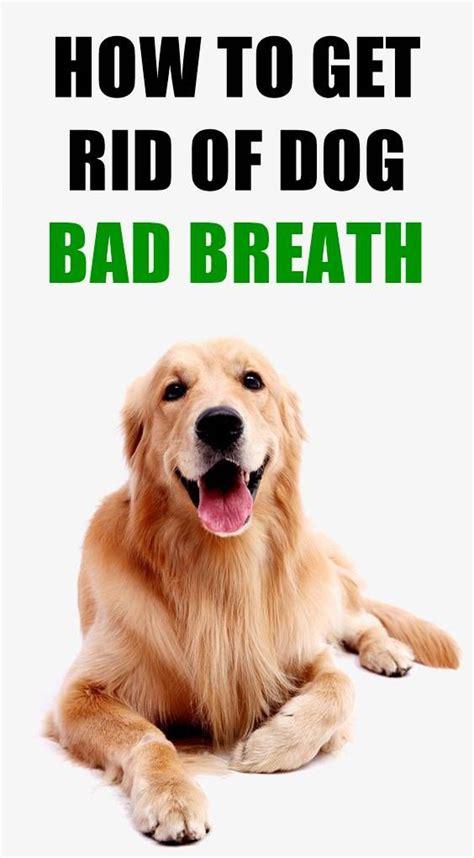 How To Get Rid Of Dog Bad Breath Dog Smells Bad Dog Breath Dog Breath