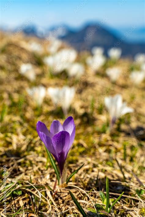 Foto De Ein Violetter Krokus Unter Vielen Weissen Auf Der