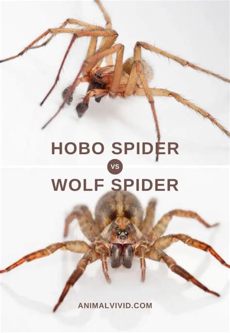 Hobo Spider Vs Wolf Spider