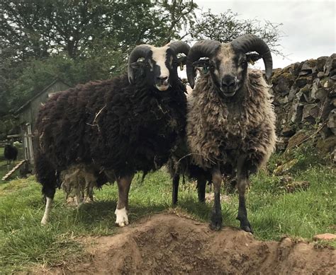 Newhall Shetlands Ewes Gimmers Tups And Wethers For Sale Shetland