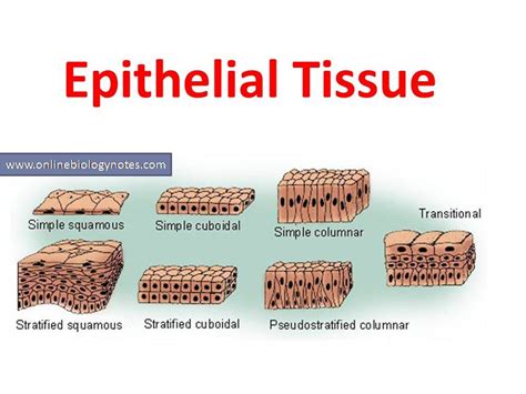 Epithelial Tissue Diagram Labeled