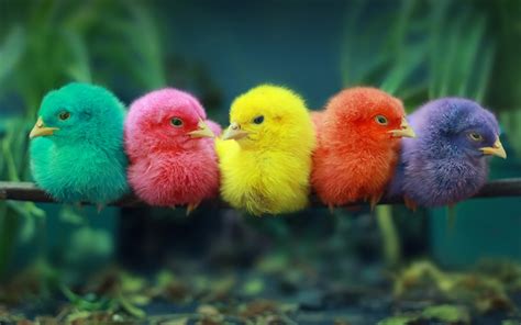 Download Wallpapers Colorful Chickens Chicks Rain Forest Colorful