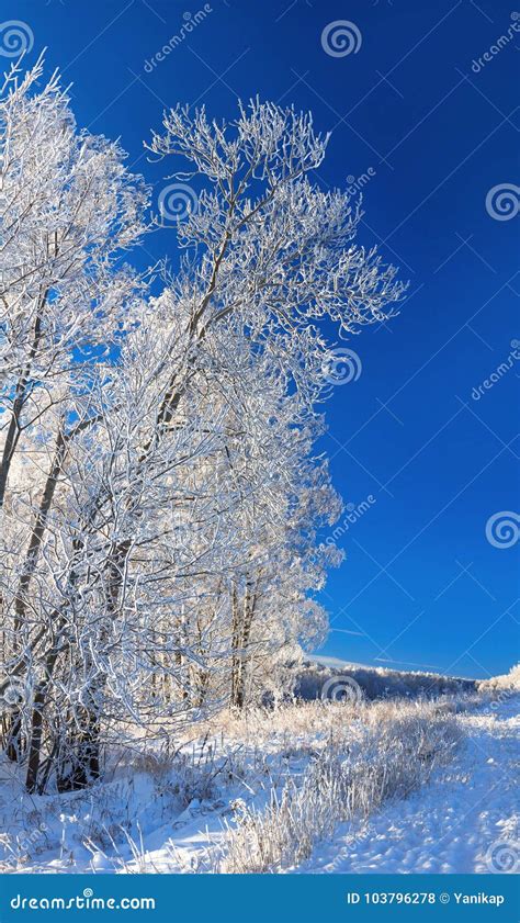 Panorama Rural Winter Landscape A With Blue Sky And Forest Stock Photo