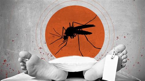 In this article treatment of dengue fever in children complications due to dengue hemorrhagic fever dengue fever is carried by the female aedes mosquito. REGIONAL: Death #6 Due To Dengue Fever In SVG - Antigua ...