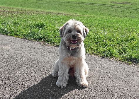 Er ist ein aktiver, robuster gefährte, der lange spaziergänge, spiel und bewegung liebt. Hunderasse: Löwchen. Foto & Bild | hunde, hund, natur ...