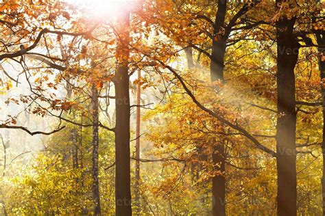 Sun Beams Through Leafage In Autumn 11372388 Stock Photo At Vecteezy