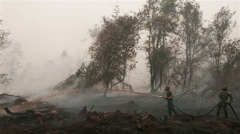 Widespread tropical forests are burning throughout indonesia. Indonesian government under pressure to stamp out toxic haze