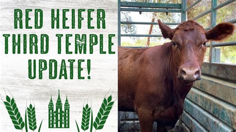 Red Heifer And Third Temple Update Very Close Now Youtube