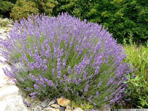 Lavandula Angustifolia Rasadnik Franceskija