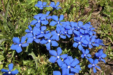 Bavarian Gentians Photograph By Aivar Mikko Fine Art America