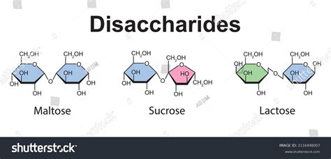 Chemical Illustration Disaccharides Maltose Sucrose Lactose Stock