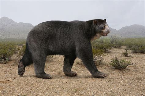 Arctotherium Extinct Short Faced Bear Acheter Une Photo 13243576