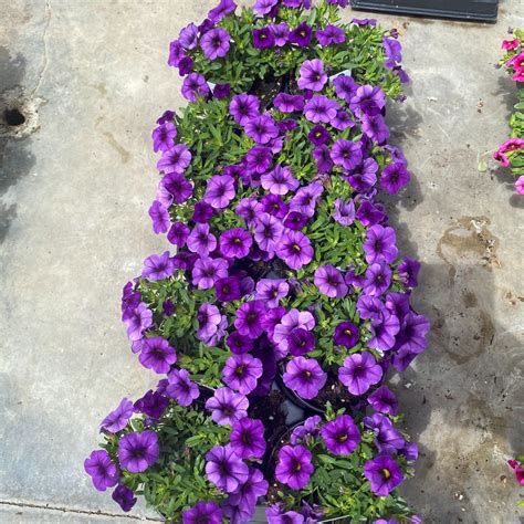 4 Inch Easy Wave Petunia Van Wingerden Greenhouses