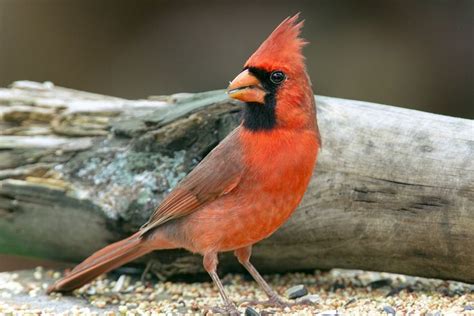 Easy Tips For Attracting Cardinals To Your Yard Wild Birds Bird