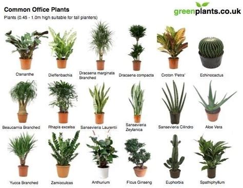 Plantas En La Oficina Y Sus Beneficios Asegurados With Images Best