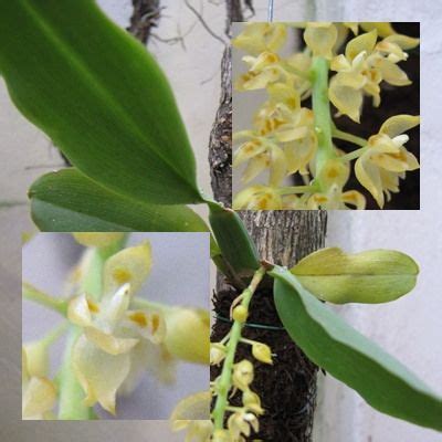 Botanischer garten halle saale wwwhalle entdeckende. Notylia platyglossa Schltr., Notizbl. Königl. Bot. Gart ...