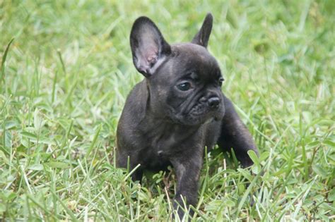 Puppyfinder.com is your source for finding an ideal french bulldog puppy for sale near west palm beach, florida, usa area. French Bulldog Puppies For Sale | West Palm Beach, FL #300155