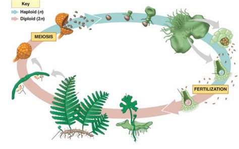 Seedless Vascular Plants Diagram Quizlet