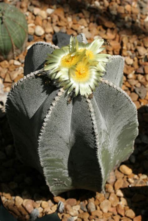 You can do this too, at home, and increase your cactus garden plantings. Arizona Cactus Flowers | Pictures, Images, Photo Galleries
