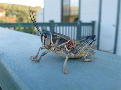 Bug Of The Week Lubber Grasshoppers Growing With Science Blog