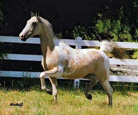 el dorado spitfire buckskin american saddlebred stallion fires sire saddlebred american