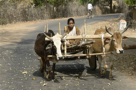 Filegirl On Bullock Cart Umaria District Mp India Wikipedia
