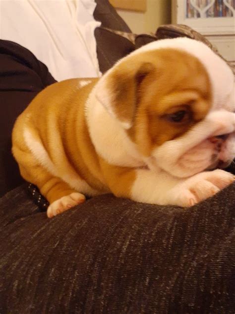 Looking to purchase an english bulldog puppy or adult. English Bulldog Puppies For Sale | Ocala, FL #322047