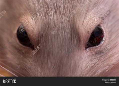 Close Eyes Mouse Image And Photo Free Trial Bigstock