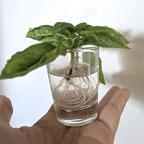 How To Grow Mint From Cuttings Of Other Plants Mama Did It