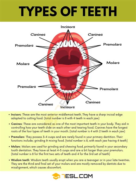 Teeth Names Types Of Teeth Names Of Teeth In English With Pictures