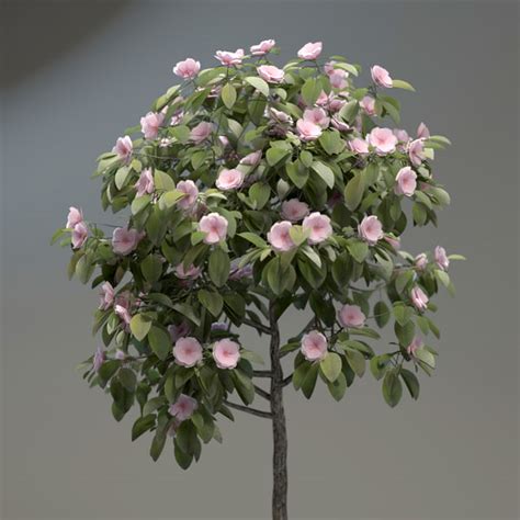 3d Model Small Ornamental Tree