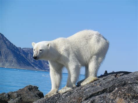 Adopt A Polar Bear When You Visit The Arctic With Aurora Expeditions In