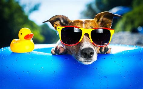 Cool Dogs Wallpapers Top Free Cool Dogs Backgrounds Wallpaperaccess