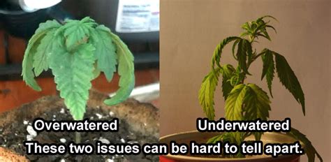 There are several signs of over watering. Roots: The Most Important Part of Your Plant! | Grow Weed Easy