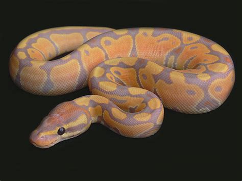 Coral Glow Morph List World Of Ball Pythons