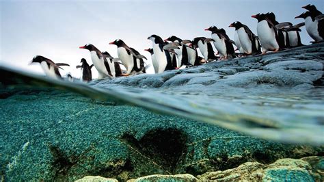 Penguin Wallpapers Wallpics Net