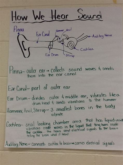 How We Hear Sound Ks2 Science Grade 3 Science Sound Science Science