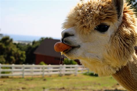 This Smiling Alpaca Eating An Orange Looks Blissfully Happy