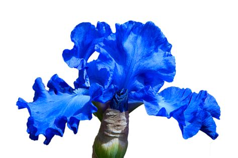Download Iris Flower Blue Flower Royalty Free Stock Illustration