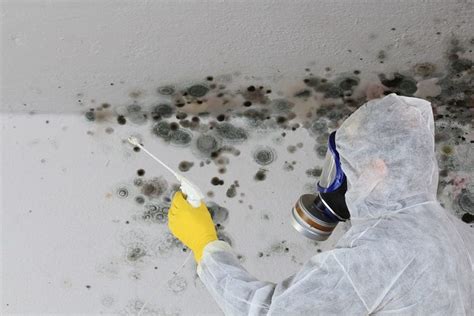 The term toxic mold is a little confusing. Black Mold: How Dangerous Is It and Why Should You Remove It?