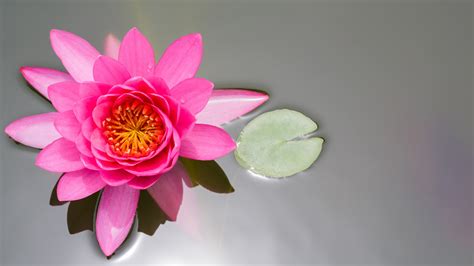 1920x1080 1920x1080 Water Lily Pink Flower Pond Lotus Leaf