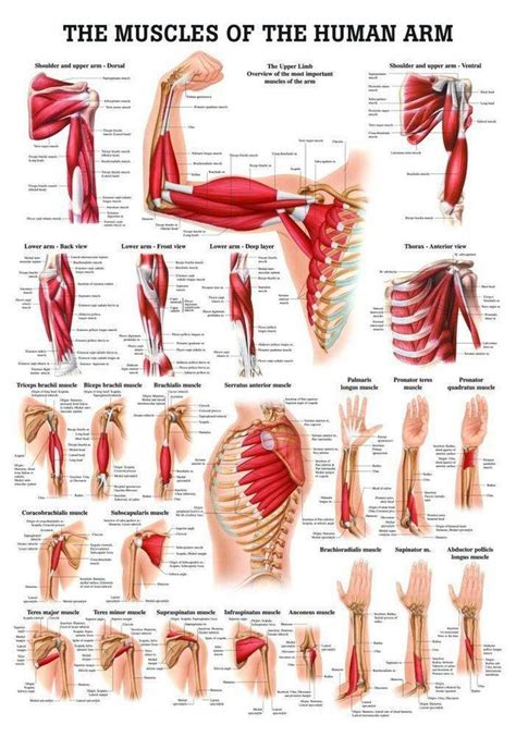 Muscles Of The Arm Laminated Anatomy Chart In Muscle Anatomy Arm Muscles Human Muscle