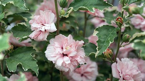 White Chiffon™ Hibiscus Syriacus Notwoodtwo Rose Of Sharon Proven