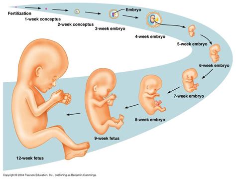 There are no zygote eggs. zygote development diagram | Characteristics of living ...
